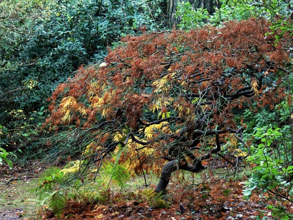 Bois des moutiers fall 2012 (19)